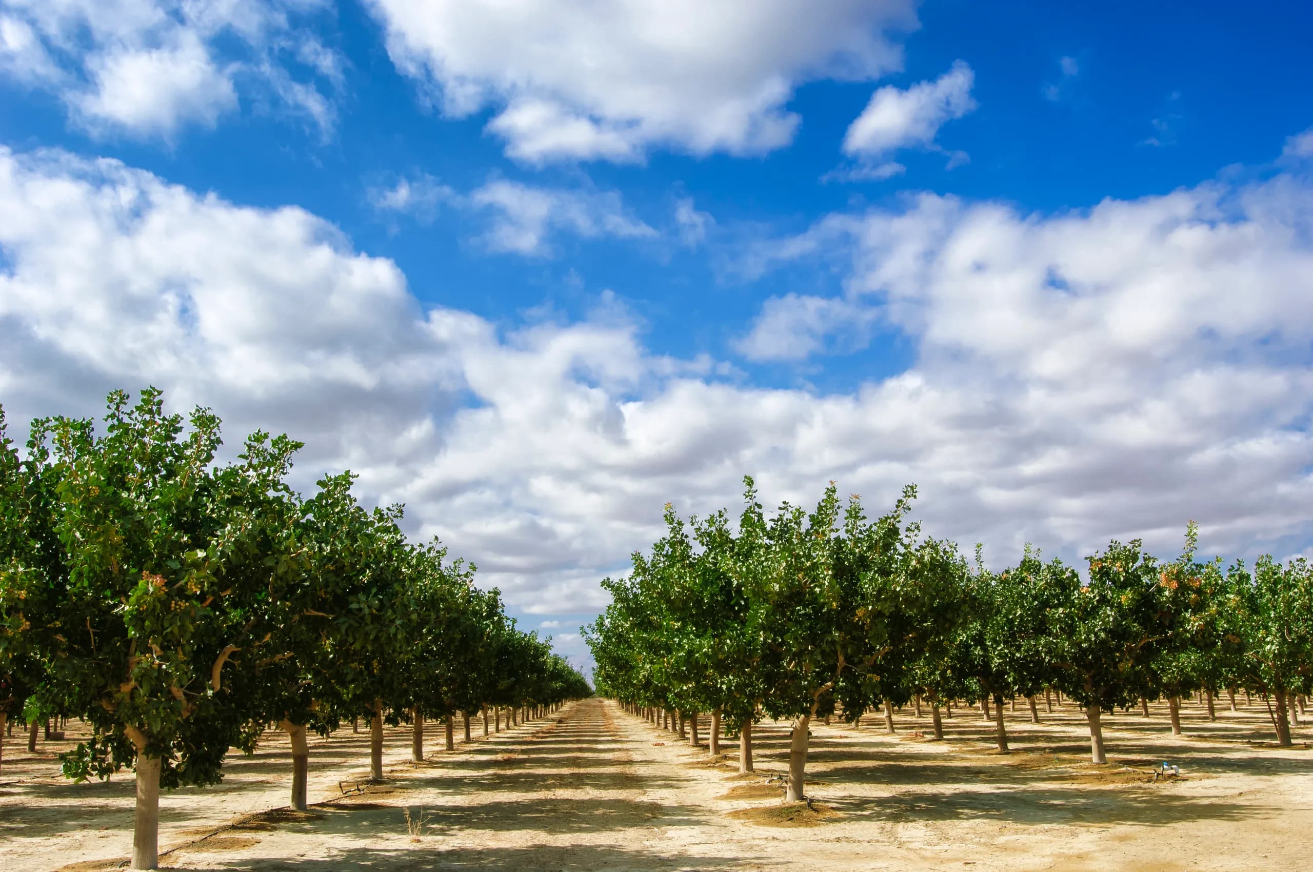 Pistachio trees in an orchard, their canopy filling the frame