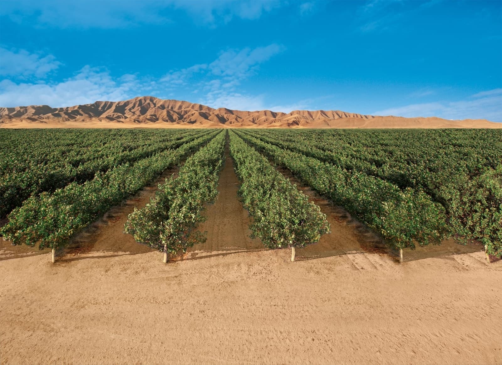 Rows of pistachio trees beneath a dark, clouded sky.