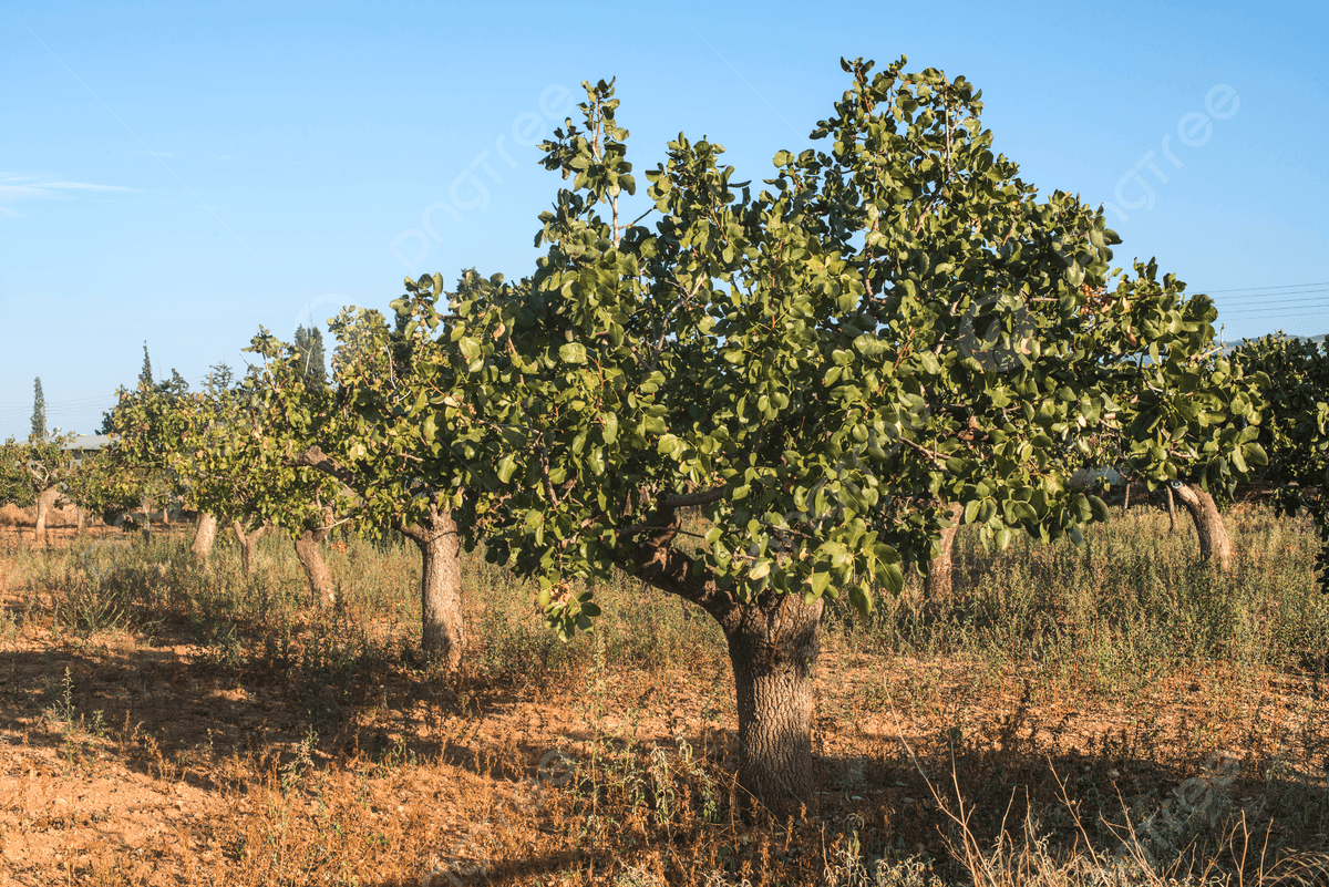 Rows of pistachio trees in an orchard