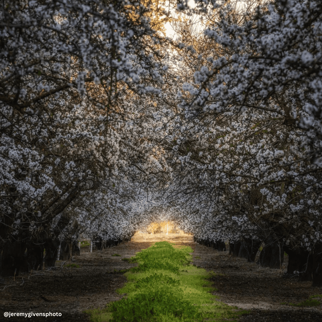 Agricultural landscape near Modesto, California